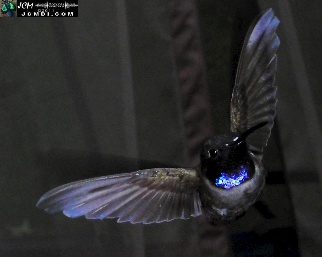 Hummingbird photo captured from Robo-Cam Motion Detection at JCMDI.COM